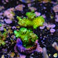 Pocilopora damicornis green - Thumbnail 1