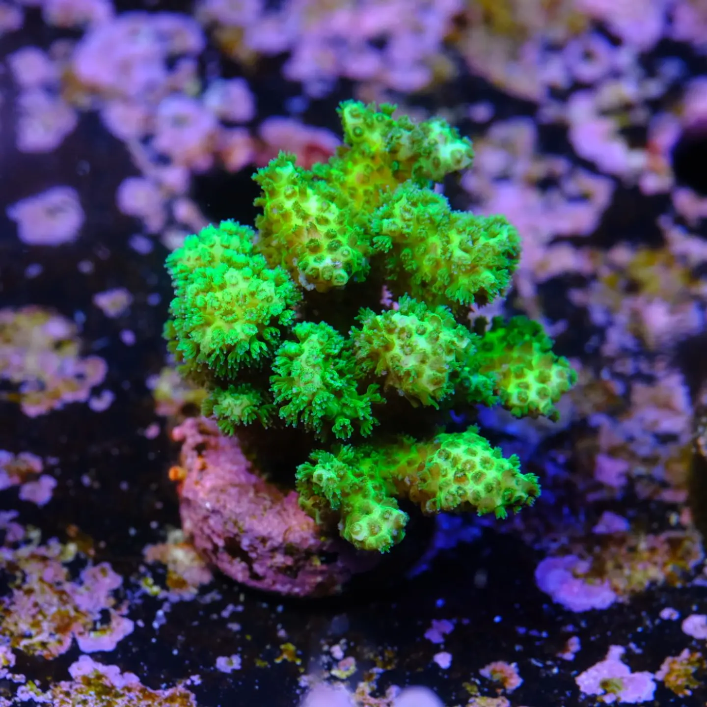 Pocilopora damicornis green 1