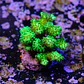 Pocilopora damicornis green - Thumbnail 1