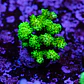 Pocilopora damicornis green - Thumbnail 2