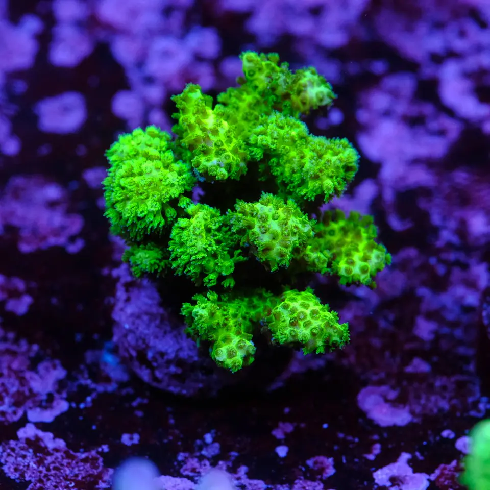 Pocilopora damicornis green 2