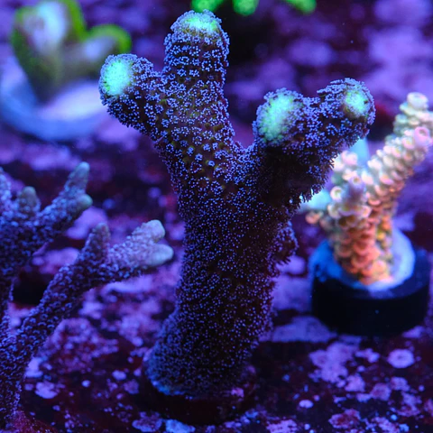 Stylophora "milka"