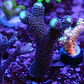 Stylophora 