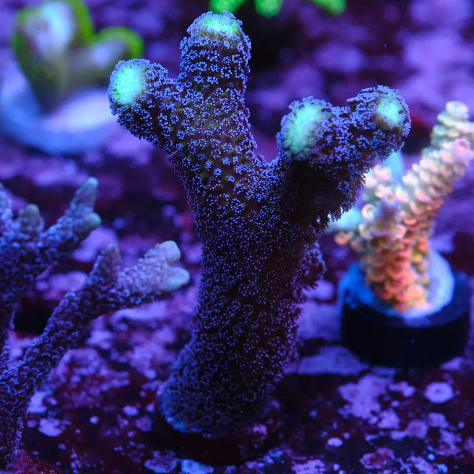 Stylophora 