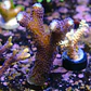 Stylophora 