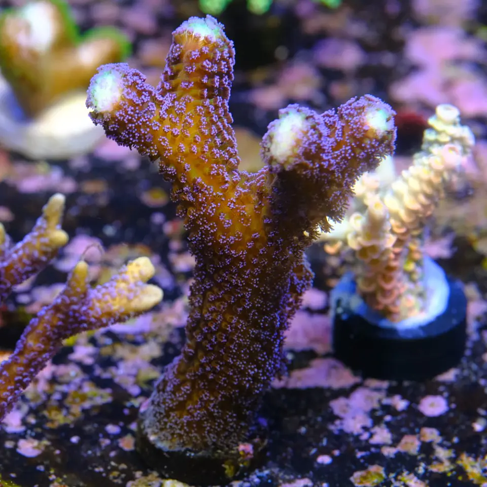 Stylophora 