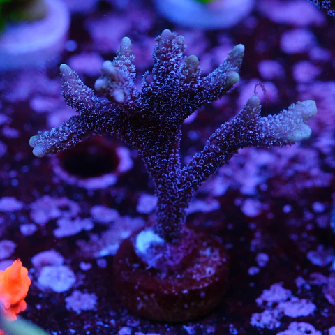 Montipora digitata roxa