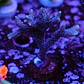 Montipora digitata roxa - Thumbnail 2
