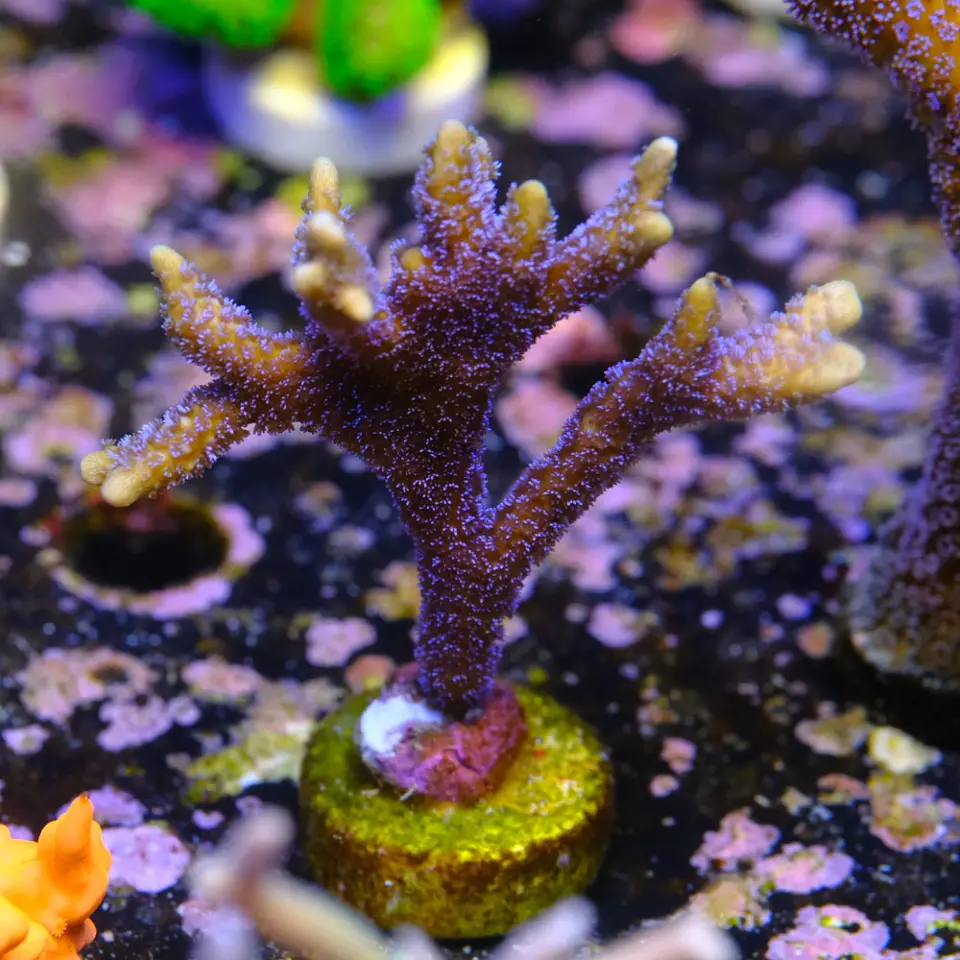 Montipora digitata roxa 1