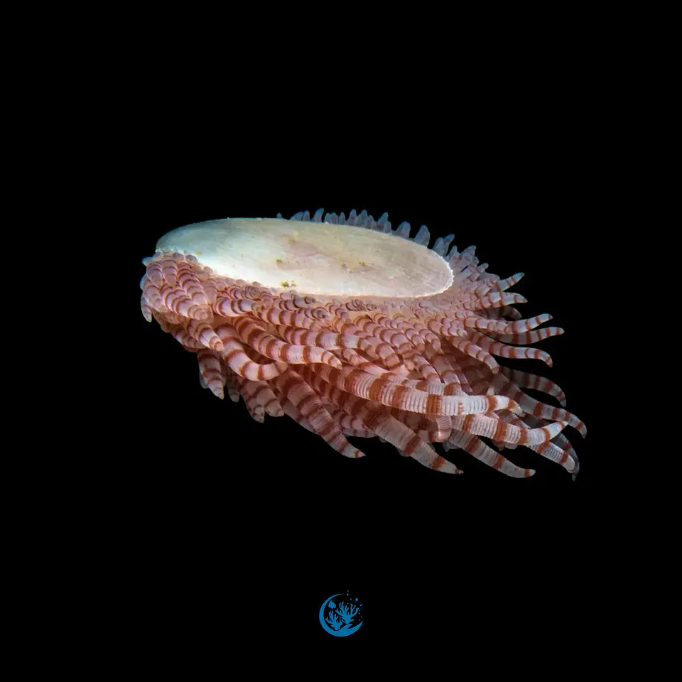 Limaria fragilis 1