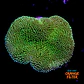 Sarcophyton ehrenbergi  - Thumbnail 1