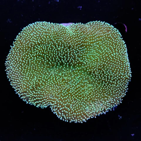 Sarcophyton ehrenbergi 