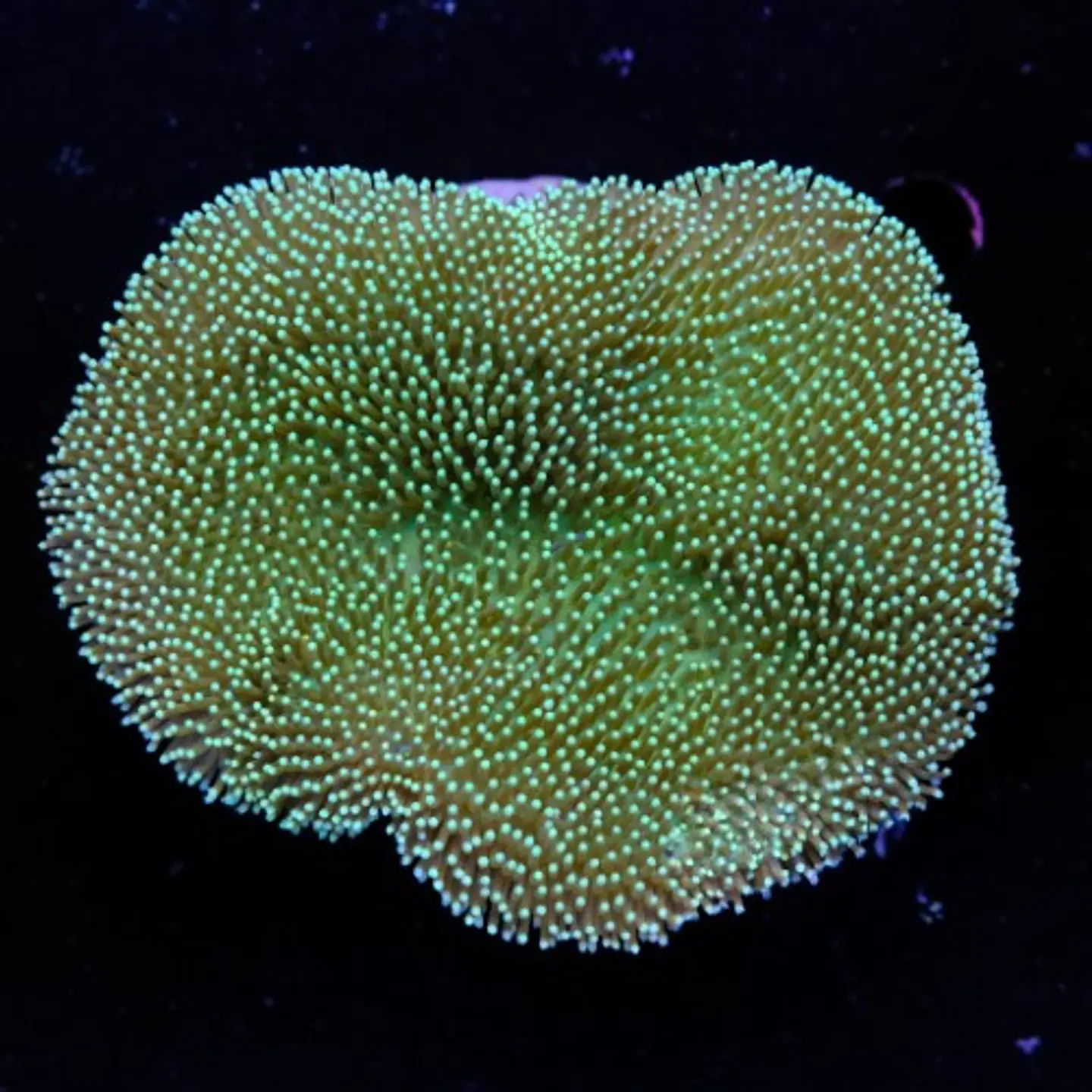 Sarcophyton ehrenbergi  2