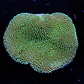 Sarcophyton ehrenbergi  - Thumbnail 2