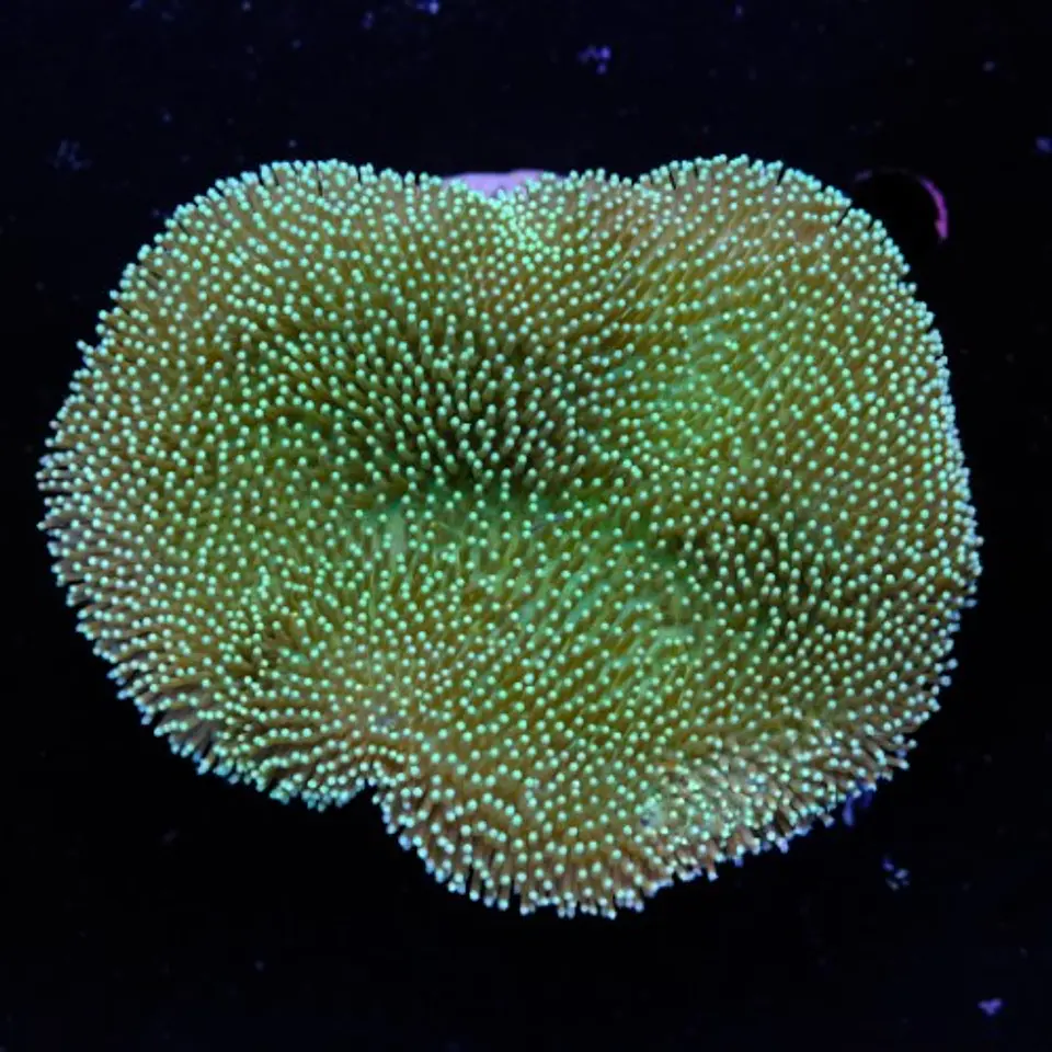 Sarcophyton ehrenbergi  2