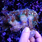 Euphyllia ancora XL - Thumbnail 3