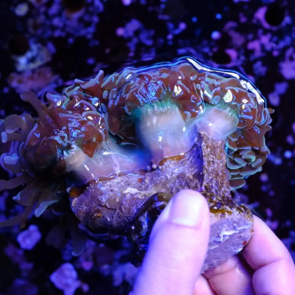 Euphyllia ancora XL 3