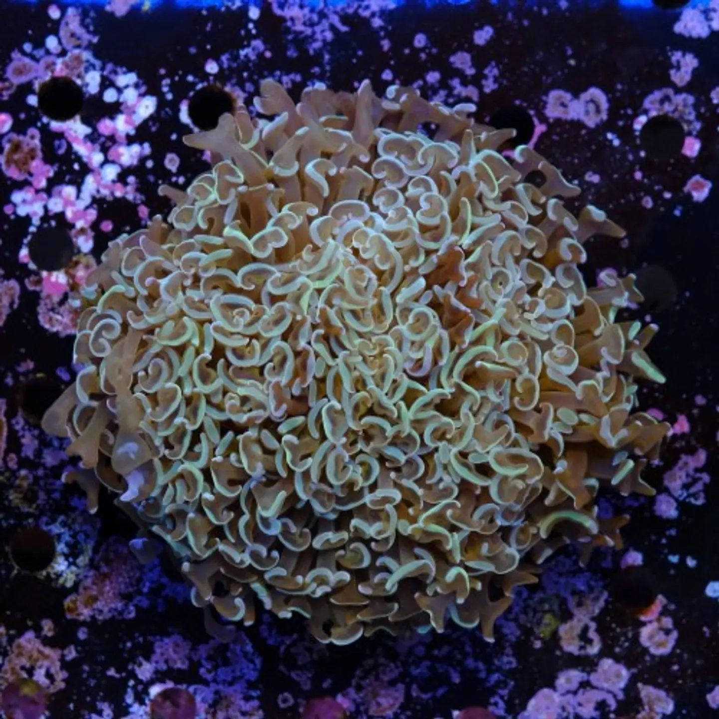 Euphyllia ancora XL 2