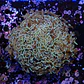 Euphyllia ancora XL - Thumbnail 2