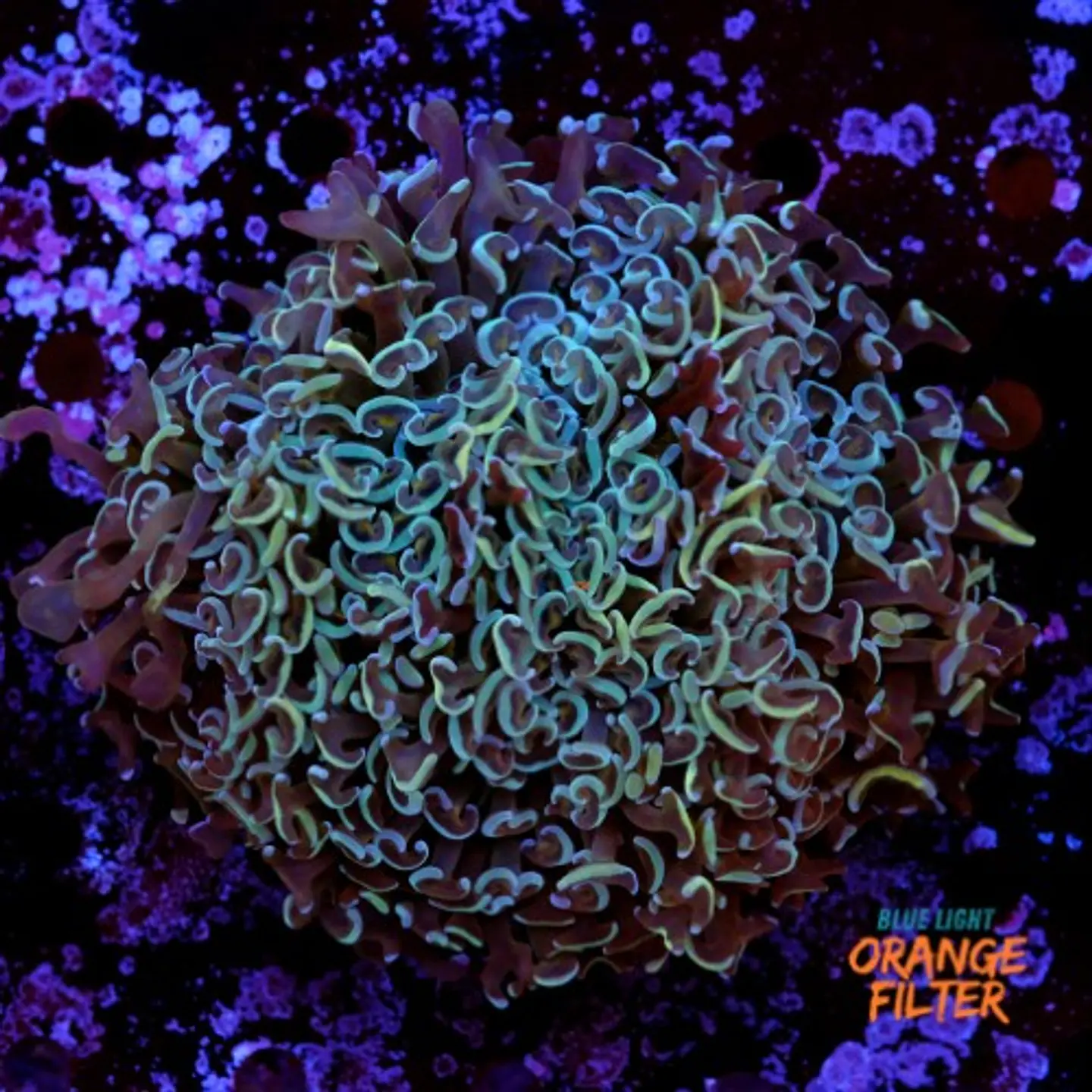 Euphyllia ancora XL 1