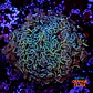 Euphyllia ancora XL - Thumbnail 1