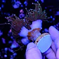 Euphyllia glabrescens 