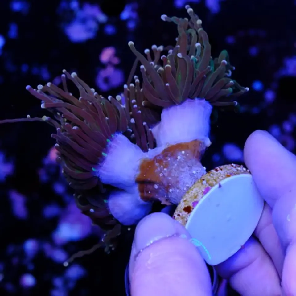Euphyllia glabrescens 
