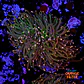 Euphyllia glabrescens 