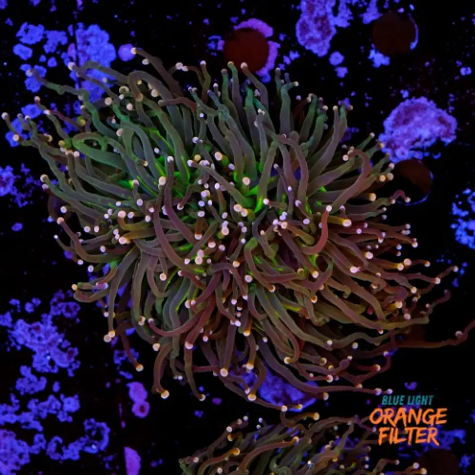 Euphyllia glabrescens 