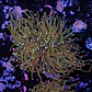 Euphyllia glabrescens 