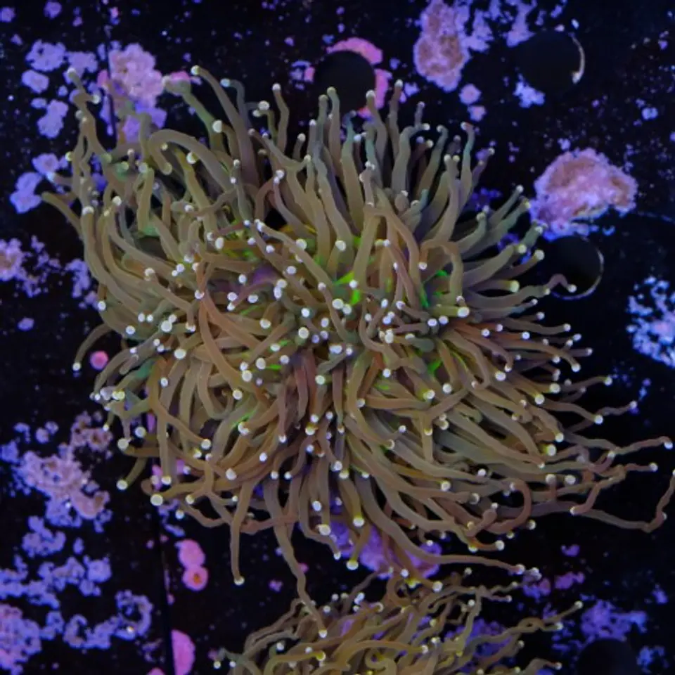 Euphyllia glabrescens 