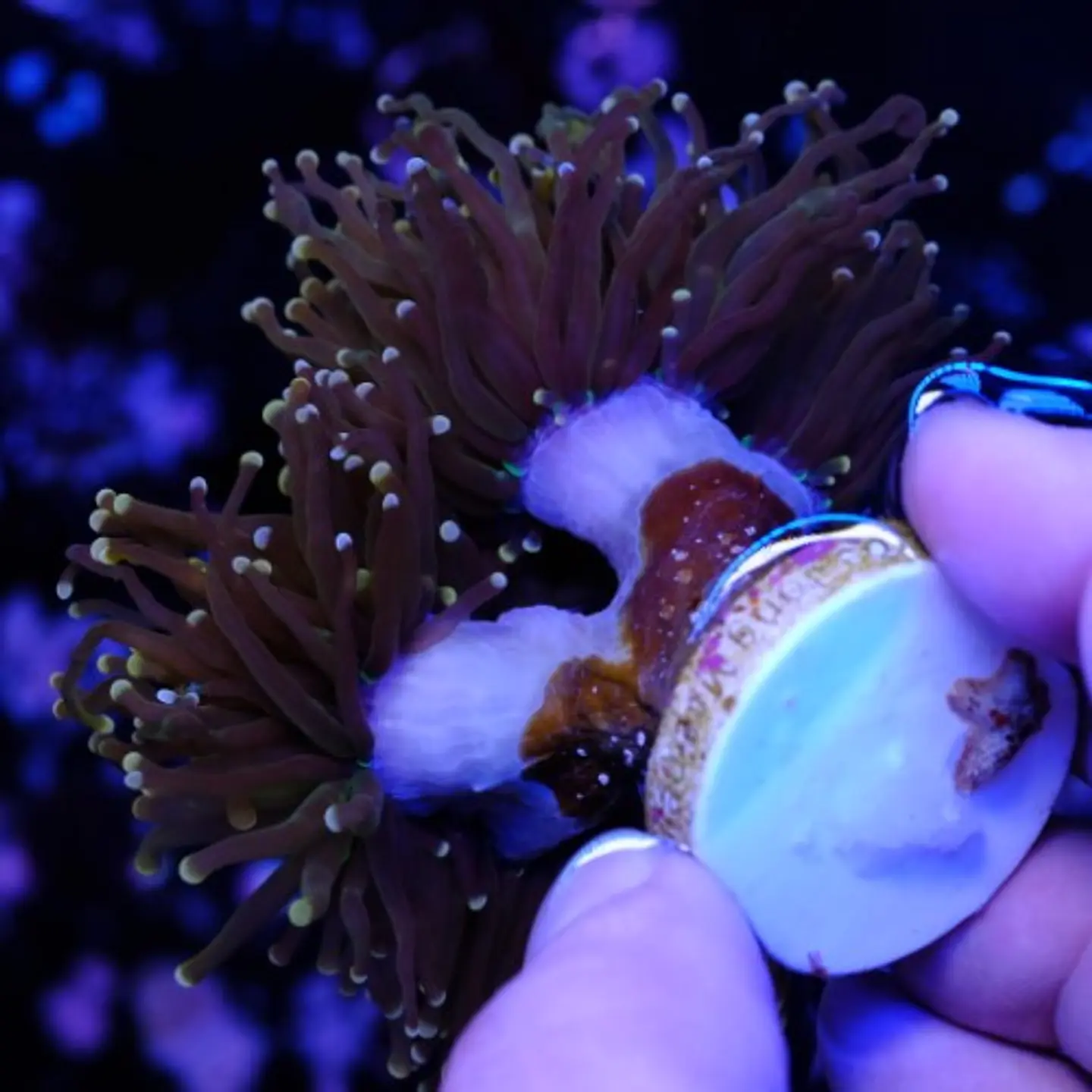 Euphyllia glabrescens 