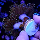 Euphyllia glabrescens 