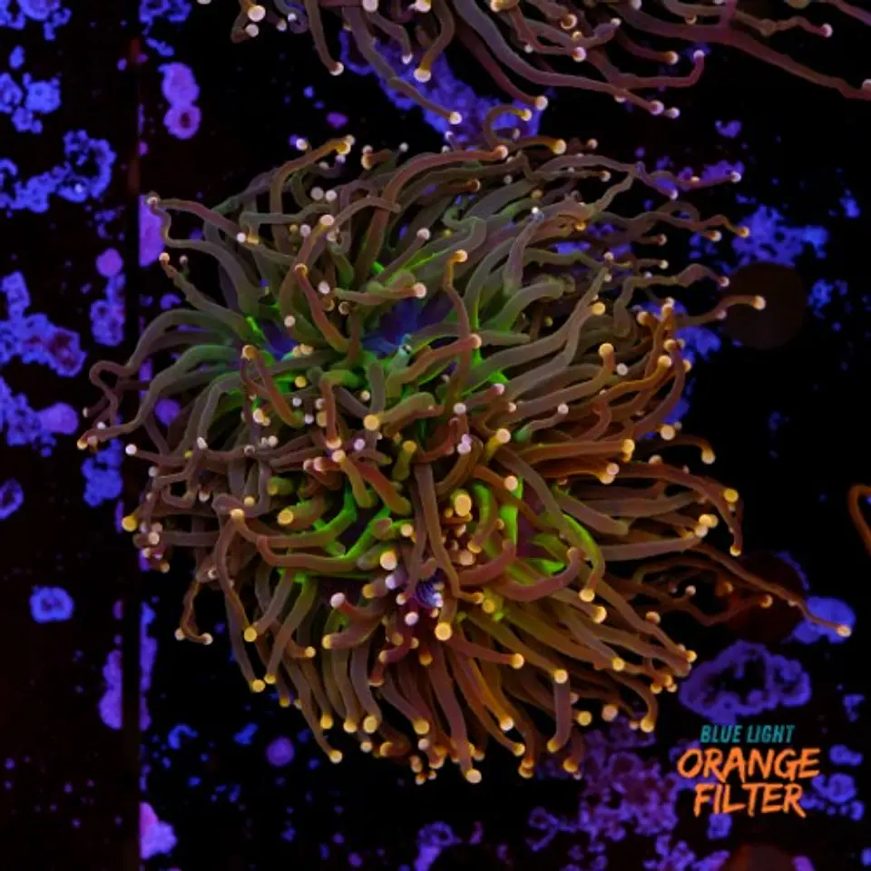 Euphyllia glabrescens 