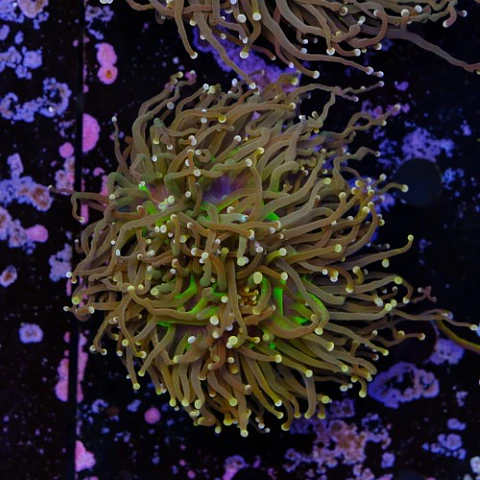 Euphyllia glabrescens "peach tip torch" 4 cabeças