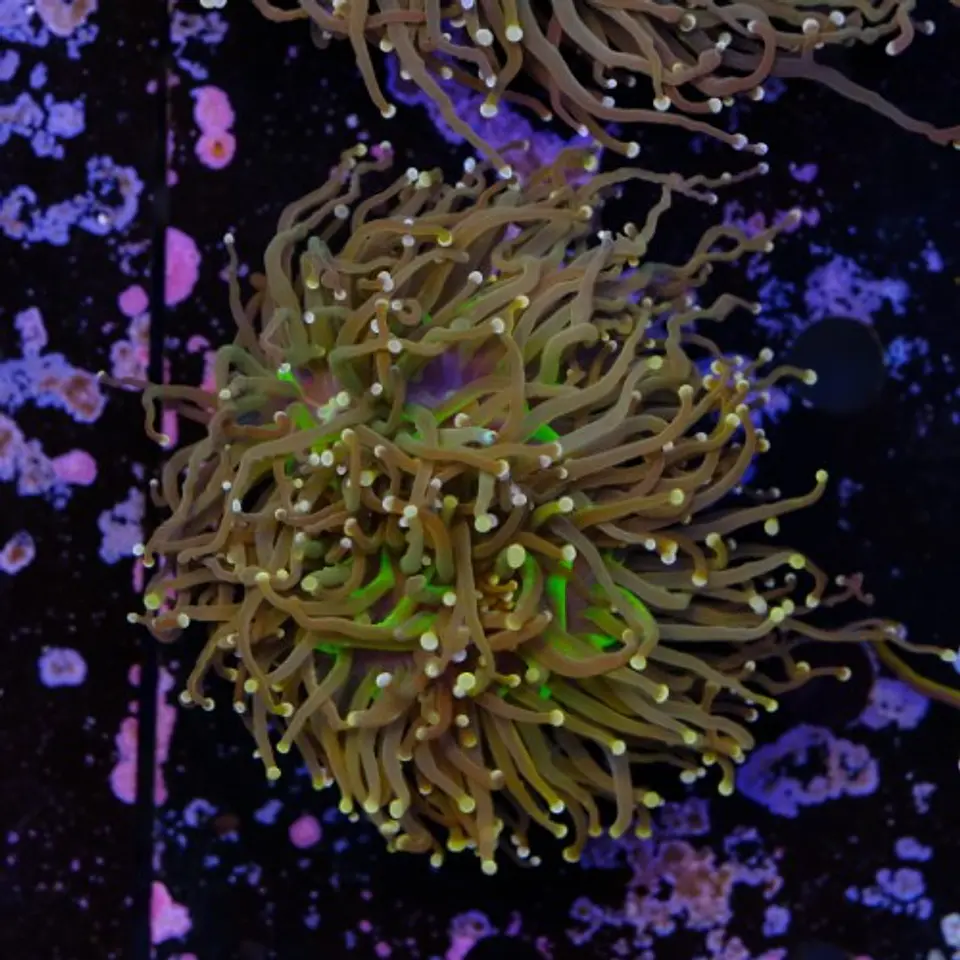 Euphyllia glabrescens 