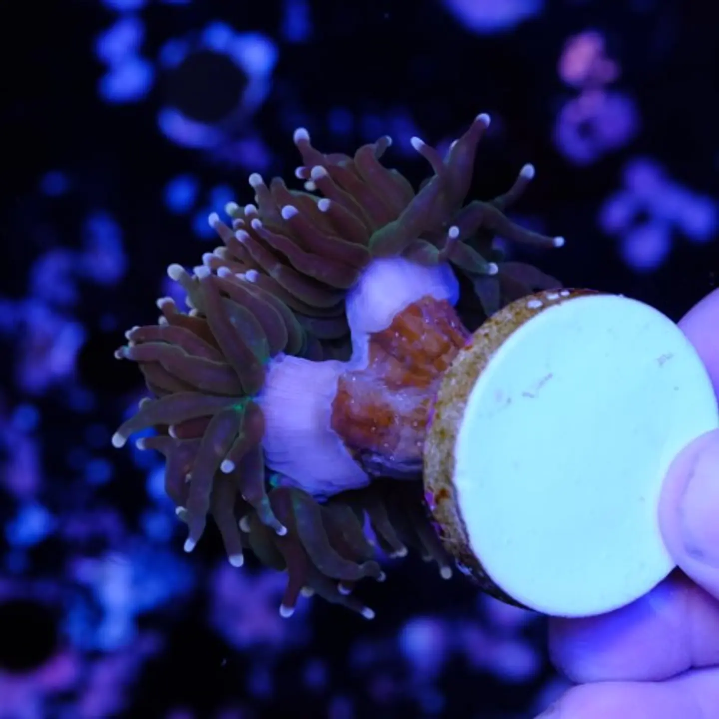 Euphyllia glabrescens 