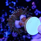 Euphyllia glabrescens 