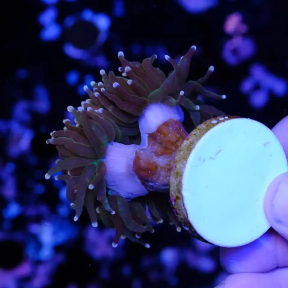Euphyllia glabrescens 
