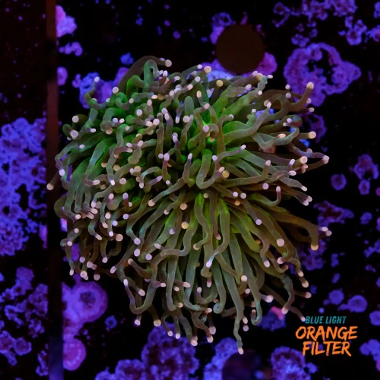 Euphyllia glabrescens 