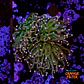 Euphyllia glabrescens 