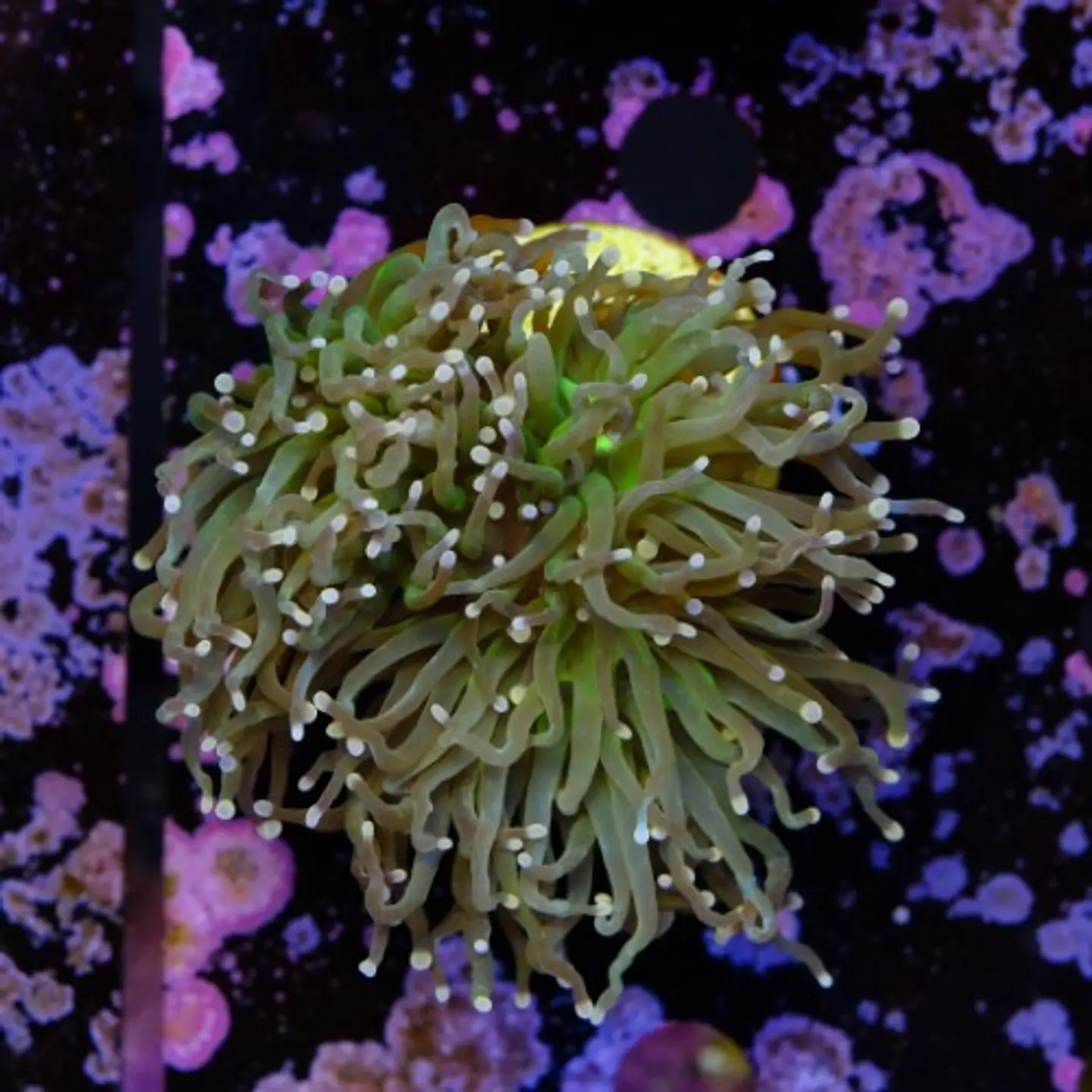 Euphyllia glabrescens 