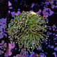 Euphyllia glabrescens 