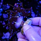 Euphyllia glabrescens 
