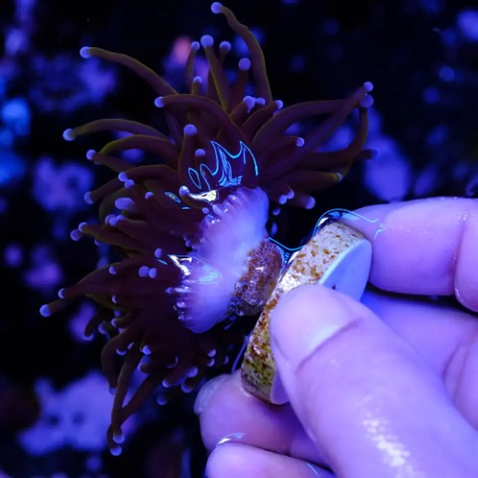Euphyllia glabrescens 