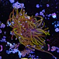 Euphyllia glabrescens 