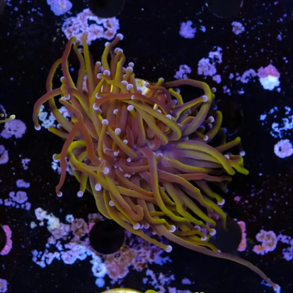 Euphyllia glabrescens 