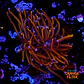 Euphyllia glabrescens 