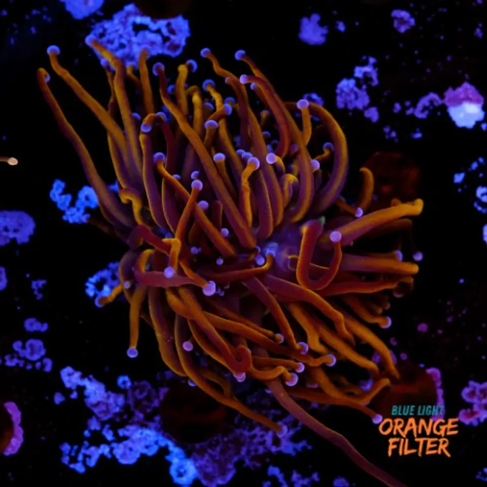 Euphyllia glabrescens 