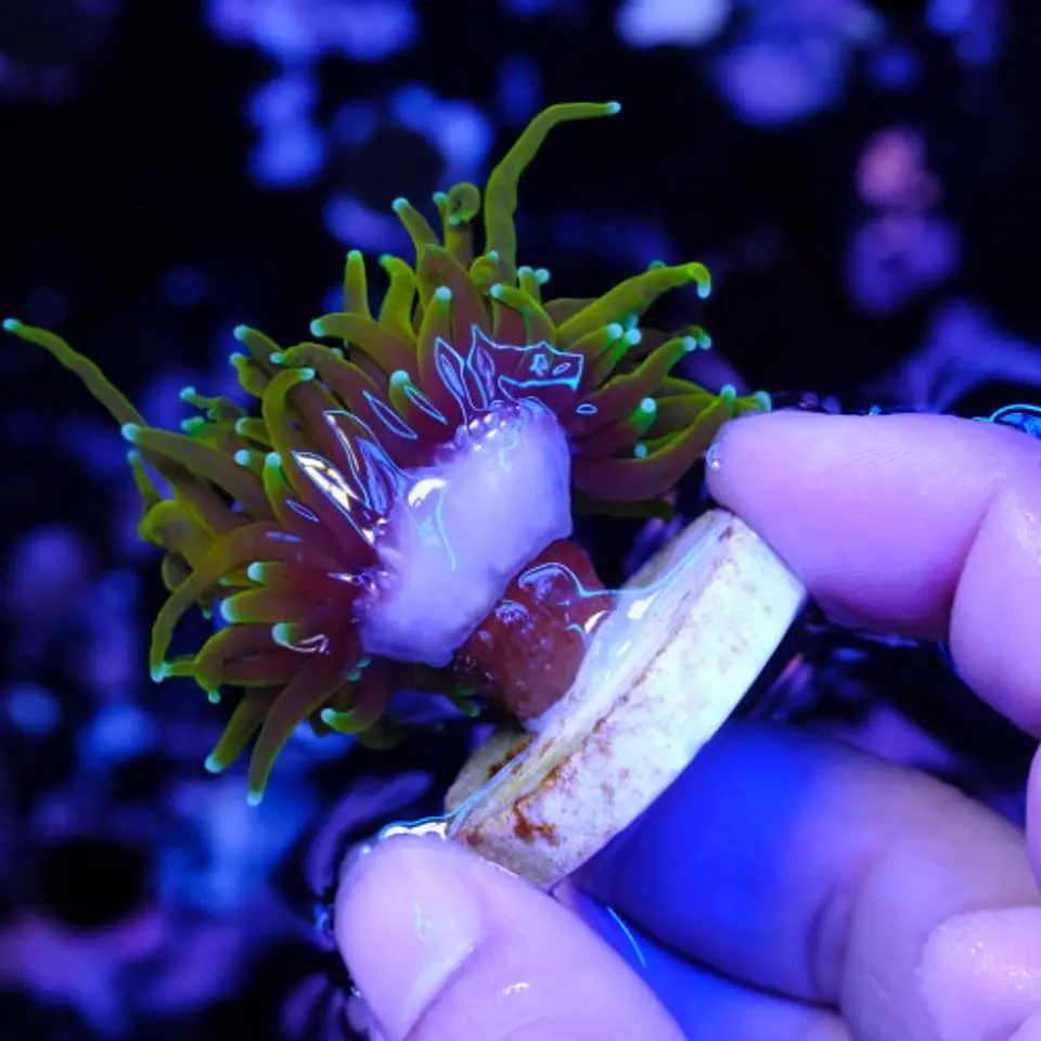 Euphyllia glabrescens 